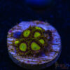 BF Zoa Special J05 2 TRSC 11012025 ZOA J05