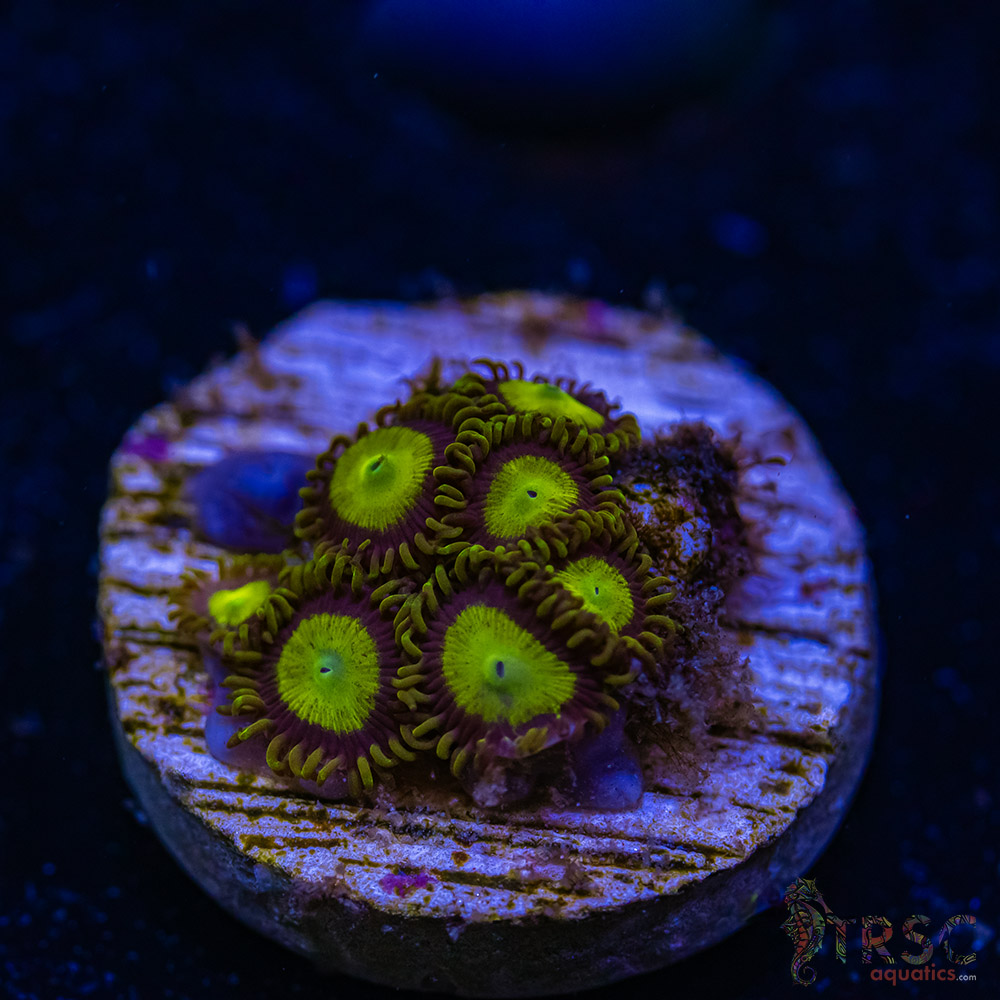 BF Zoa Special J05 3 BF Zoa Special J05