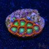 BF Zoa Special J06 1 TRSC 11012025 ZOA J06
