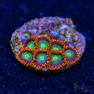 BF Zoa Special J06