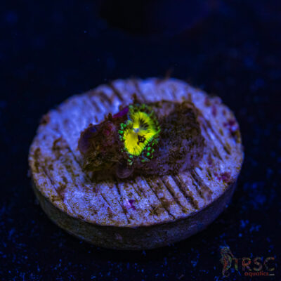 BF Zoa Special J07