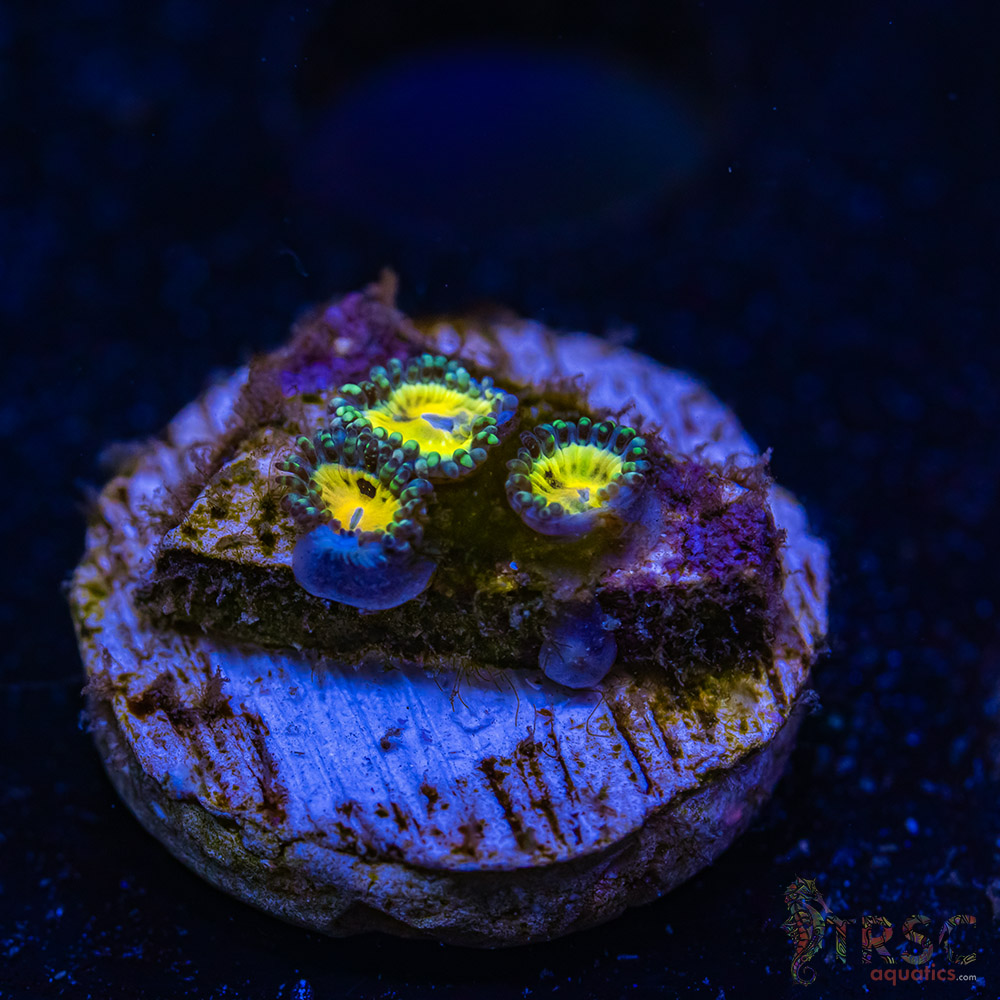 BF Zoa Special J08 3 BF Zoa Special J08