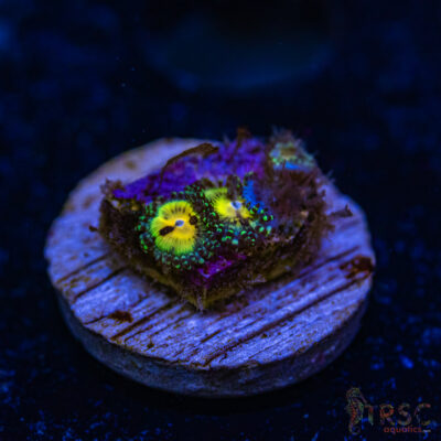 BF Zoa Special J09