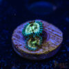 BF Zoa Special J10 1 TRSC 11012025 ZOA J10