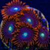 BF Zoa Special K01 2 TRSC 11012025 ZOA K01