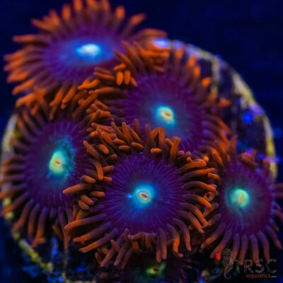 BF Zoa Special K01
