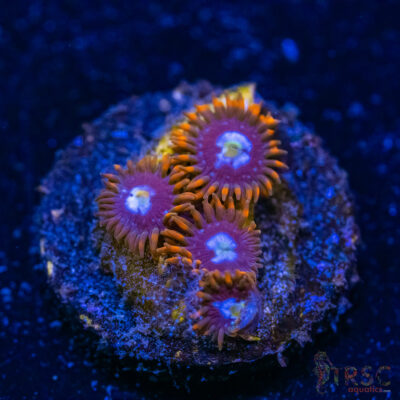 BF Zoa Special K03