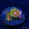 TRSC 11012025 ZOA K04