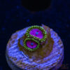 BF Zoa Special K05