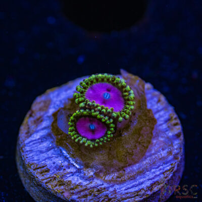 BF Zoa Special K05
