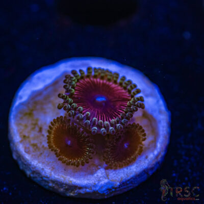 BF Zoa Special K06