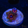 TRSC 11012025 ZOA K07