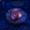 BF Zoa Special K09 1 TRSC 11012025 ZOA K09