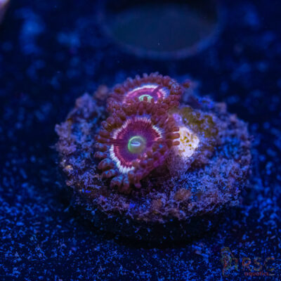 BF Zoa Special K09