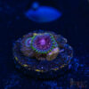 TRSC 11012025 ZOA K10