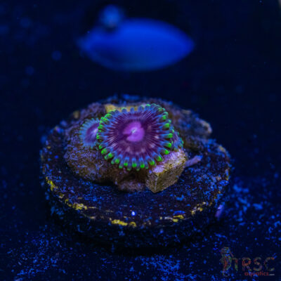 BF Zoa Special K10