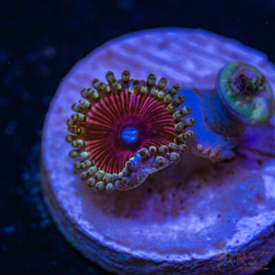 BF Zoa Special L01