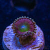 BF Zoa Special L02 1 TRSC 11012025 ZOA L02