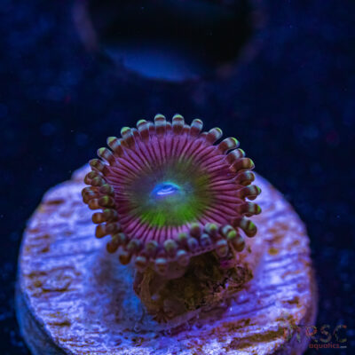 BF Zoa Special L02
