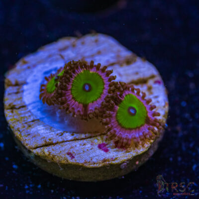 BF Zoa Special L03