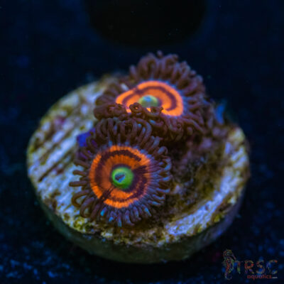 BF Zoa Special L04