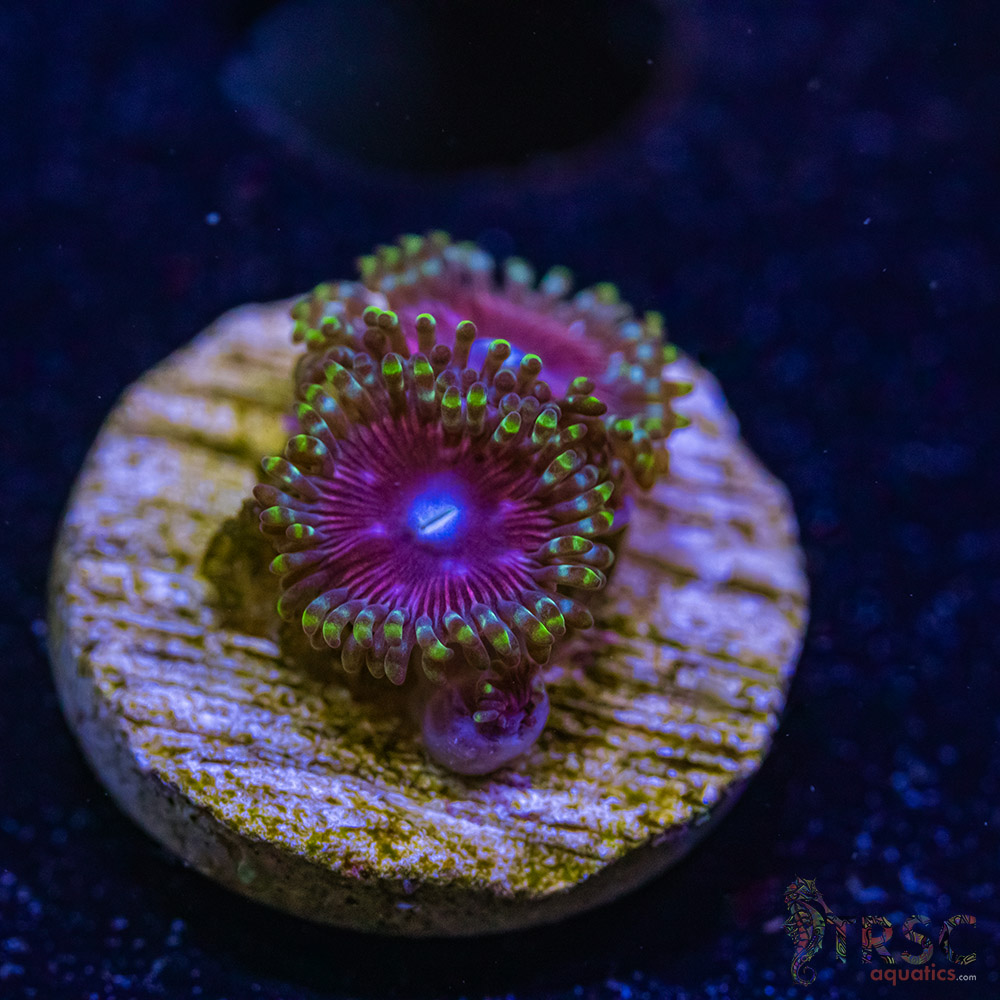 BF Zoa Special L05 3 BF Zoa Special L05