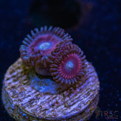 BF Zoa Special L06