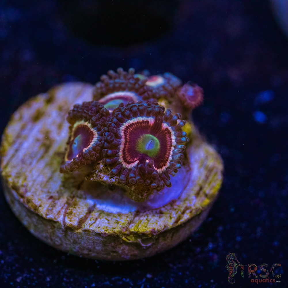 BF Zoa Special L07 3 BF Zoa Special L07