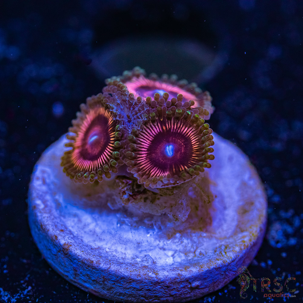 BF Zoa Special L09 3 BF Zoa Special L09