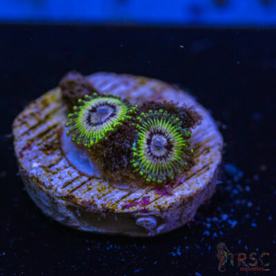 BF Zoa Special L10