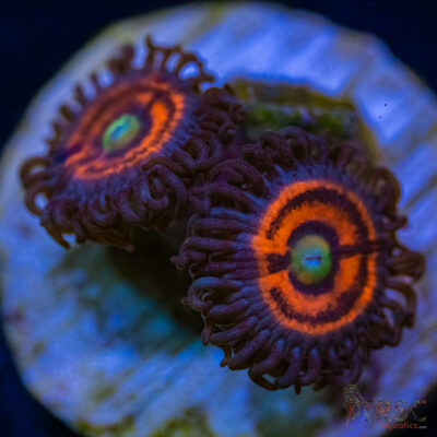 BF Zoa Special M01