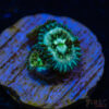 BF Zoa Special M02 1 TRSC 11012025 ZOA M02