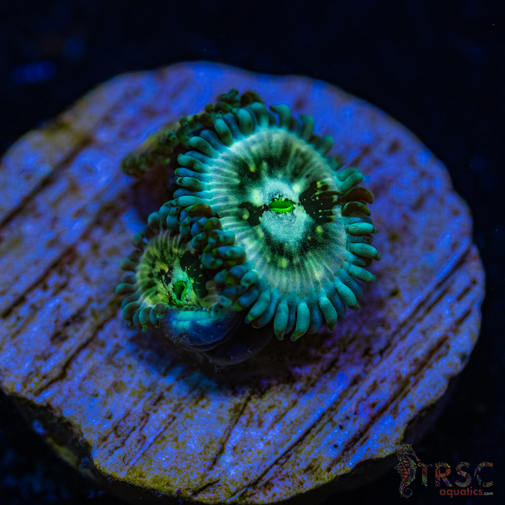 BF Zoa Special M02 3 BF Zoa Special M02