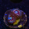 BF Zoa Special M04 1 TRSC 11012025 ZOA M04