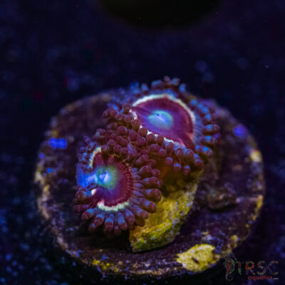 BF Zoa Special M04