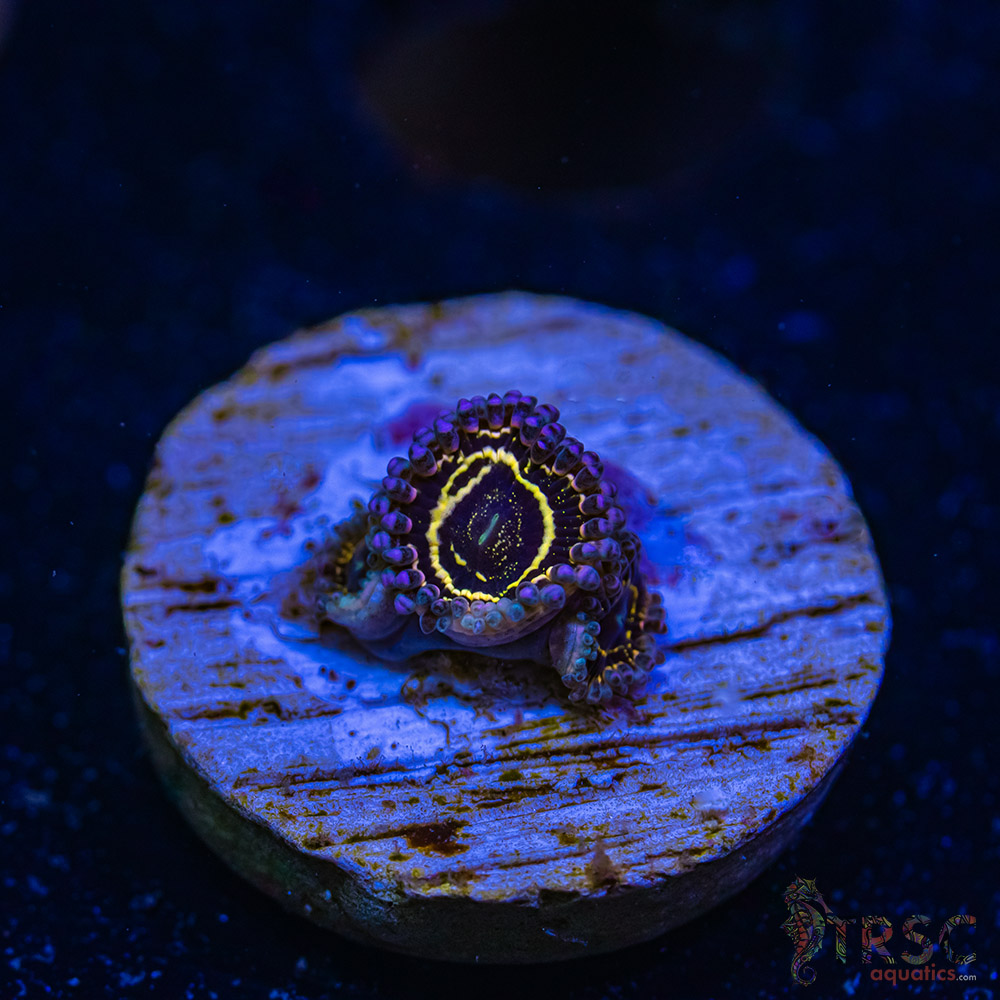 BF Zoa Special M06 3 BF Zoa Special M06