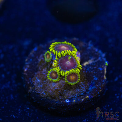 BF Zoa Special M07