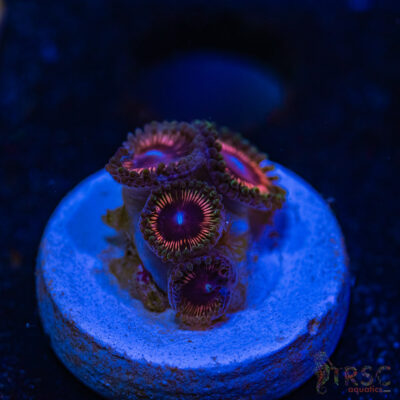 BF Zoa Special M08