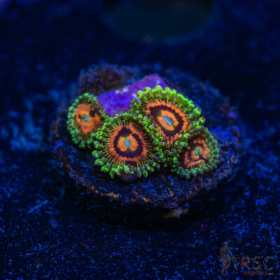 BF Zoa Special M09