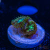 TRSC 11012025 ZOA M10