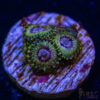 BF Zoa Special N01