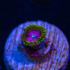 BF Zoa Special N02 2 TRSC 11012025 ZOA N02