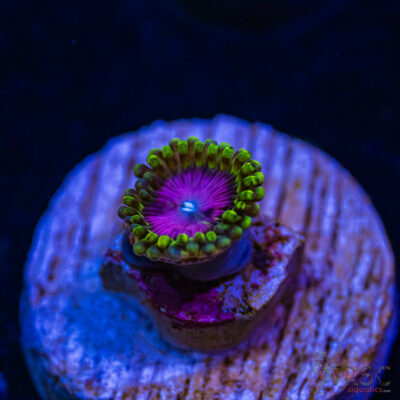 BF Zoa Special N02