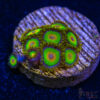 BF Zoa Special N03 2 TRSC 11012025 ZOA N03
