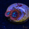 TRSC 11012025 ZOA N04