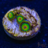 TRSC 11012025 ZOA N05