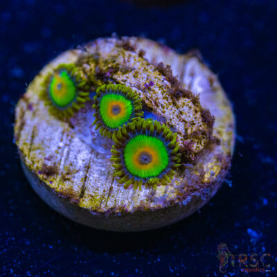 BF Zoa Special N05