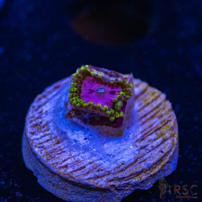 BF Zoa Special N07