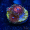 TRSC 11012025 ZOA N08