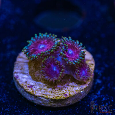 BF Zoa Special N09